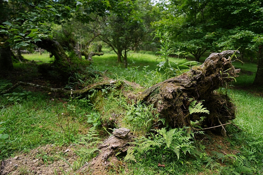 【福山植物園一日遊】森林系療癒秘境！免門票需預約，看正宗福山池與野生動物 @捲捲頭 ♡ 品味生活