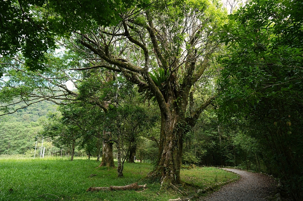 【福山植物園一日遊】森林系療癒秘境!免門票需預約,看正宗福山池與野生動物 @捲捲頭 ♡ 品味生活 【福山植物園一日遊】森林系療癒秘境!免門票需預約,看正宗福山池與野生動物 @捲捲頭 ♡ 品味生活