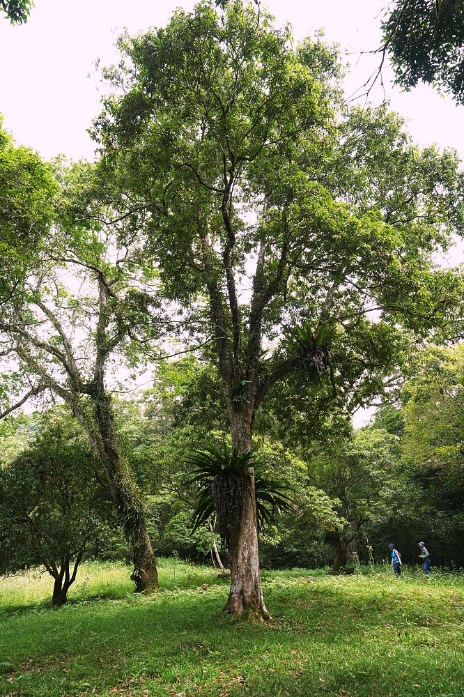 【福山植物園一日遊】森林系療癒秘境!免門票需預約,看正宗福山池與野生動物 @捲捲頭 ♡ 品味生活 【福山植物園一日遊】森林系療癒秘境!免門票需預約,看正宗福山池與野生動物 @捲捲頭 ♡ 品味生活