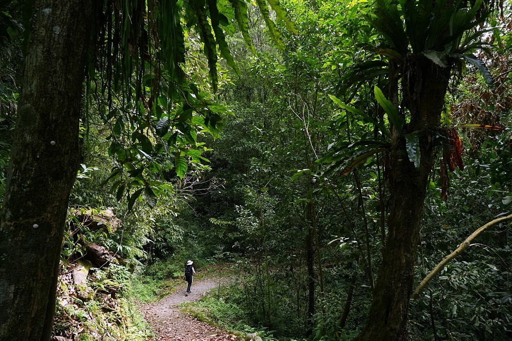 【福山植物園一日遊】森林系療癒秘境！免門票需預約，看正宗福山池與野生動物 @捲捲頭 ♡ 品味生活