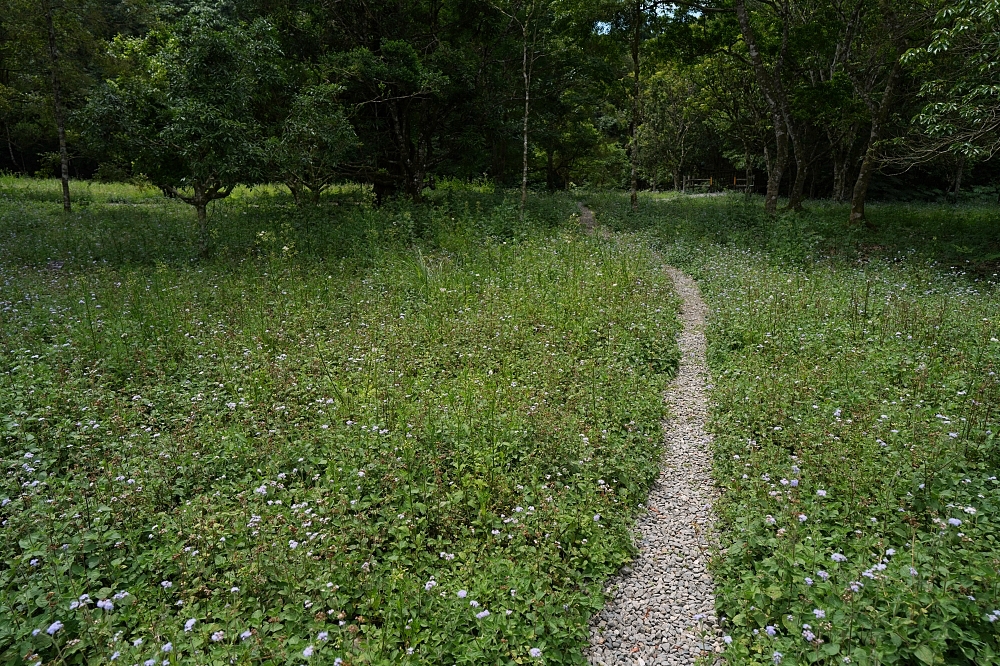 【福山植物園一日遊】森林系療癒秘境!免門票需預約,看正宗福山池與野生動物 @捲捲頭 ♡ 品味生活 【福山植物園一日遊】森林系療癒秘境!免門票需預約,看正宗福山池與野生動物 @捲捲頭 ♡ 品味生活