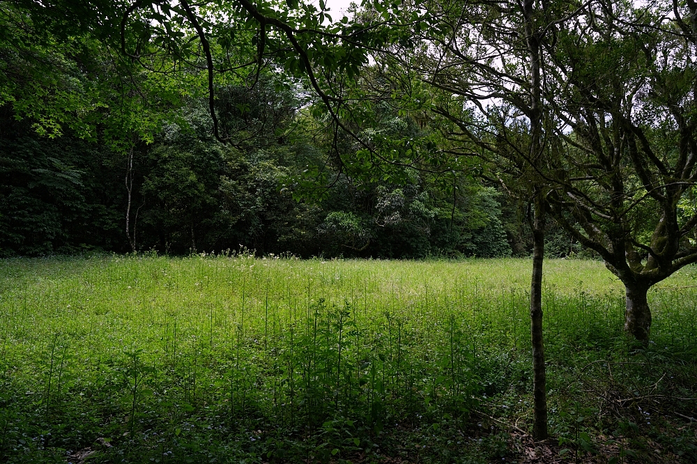 【福山植物園一日遊】森林系療癒秘境!免門票需預約,看正宗福山池與野生動物 @捲捲頭 ♡ 品味生活 【福山植物園一日遊】森林系療癒秘境!免門票需預約,看正宗福山池與野生動物 @捲捲頭 ♡ 品味生活