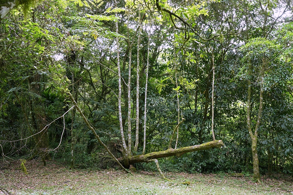 【福山植物園一日遊】森林系療癒秘境!免門票需預約,看正宗福山池與野生動物 @捲捲頭 ♡ 品味生活 【福山植物園一日遊】森林系療癒秘境!免門票需預約,看正宗福山池與野生動物 @捲捲頭 ♡ 品味生活