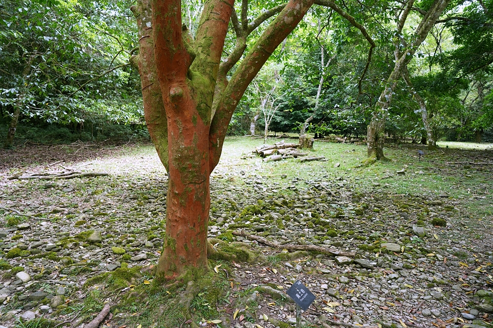 【福山植物園一日遊】森林系療癒秘境!免門票需預約,看正宗福山池與野生動物 @捲捲頭 ♡ 品味生活 【福山植物園一日遊】森林系療癒秘境!免門票需預約,看正宗福山池與野生動物 @捲捲頭 ♡ 品味生活