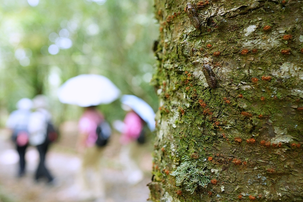 【福山植物園一日遊】森林系療癒秘境!免門票需預約,看正宗福山池與野生動物 @捲捲頭 ♡ 品味生活 【福山植物園一日遊】森林系療癒秘境!免門票需預約,看正宗福山池與野生動物 @捲捲頭 ♡ 品味生活