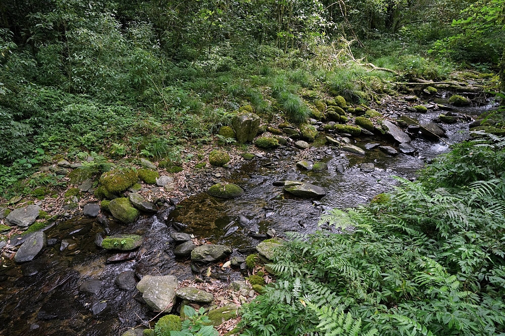【福山植物園一日遊】森林系療癒秘境!免門票需預約,看正宗福山池與野生動物 @捲捲頭 ♡ 品味生活 【福山植物園一日遊】森林系療癒秘境!免門票需預約,看正宗福山池與野生動物 @捲捲頭 ♡ 品味生活