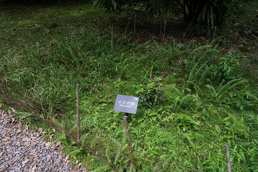 【福山植物園一日遊】森林系療癒秘境!免門票需預約,看正宗福山池與野生動物 @捲捲頭 ♡ 品味生活 【福山植物園一日遊】森林系療癒秘境!免門票需預約,看正宗福山池與野生動物 @捲捲頭 ♡ 品味生活