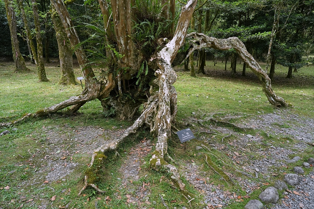【福山植物園一日遊】森林系療癒秘境!免門票需預約,看正宗福山池與野生動物 @捲捲頭 ♡ 品味生活 【福山植物園一日遊】森林系療癒秘境!免門票需預約,看正宗福山池與野生動物 @捲捲頭 ♡ 品味生活