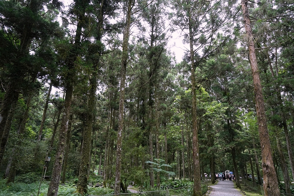 【福山植物園一日遊】森林系療癒秘境!免門票需預約,看正宗福山池與野生動物 @捲捲頭 ♡ 品味生活 【福山植物園一日遊】森林系療癒秘境!免門票需預約,看正宗福山池與野生動物 @捲捲頭 ♡ 品味生活