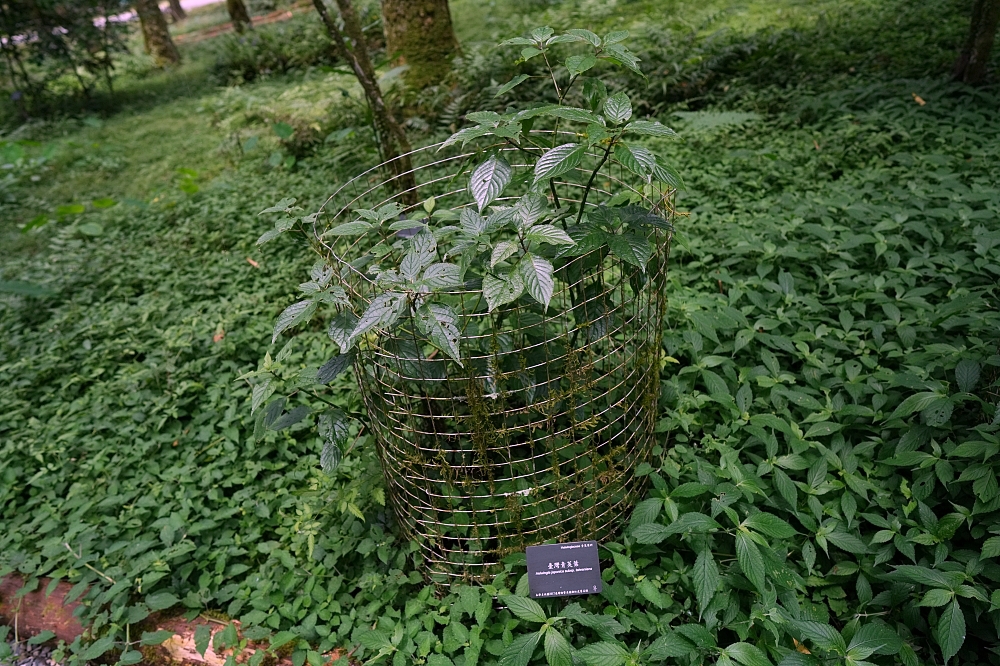 【福山植物園一日遊】森林系療癒秘境!免門票需預約,看正宗福山池與野生動物 @捲捲頭 ♡ 品味生活 【福山植物園一日遊】森林系療癒秘境!免門票需預約,看正宗福山池與野生動物 @捲捲頭 ♡ 品味生活