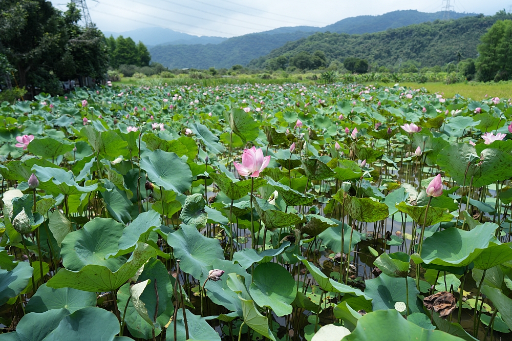 【螃蟹冒泡】 宜蘭員山免費湧泉：地底冒泡超冰涼、親子玩水沖洗設施全攻略 @捲捲頭 ♡ 品味生活