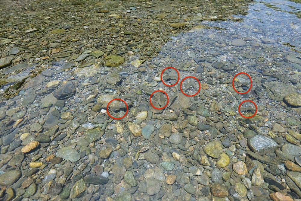 武荖坑林道第一戲水區：網傳溪流玩水秘境，清涼消暑在地人帶路 @捲捲頭 ♡ 品味生活