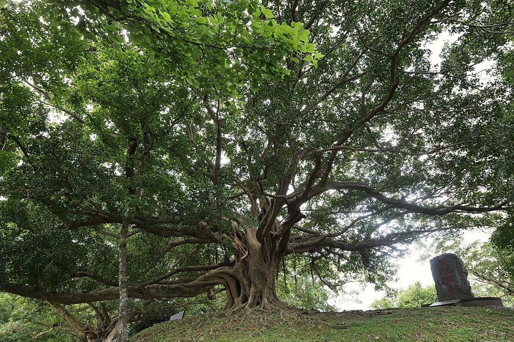 砲台山風景區｜蘇澳私房密境，藏在蘇花公路旁的清代砲台與老榕樹 @捲捲頭 ♡ 品味生活