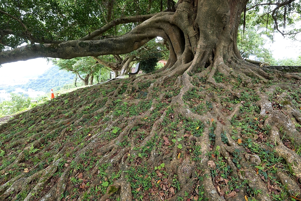 砲台山風景區｜蘇澳私房密境，藏在蘇花公路旁的清代砲台與老榕樹 @捲捲頭 ♡ 品味生活