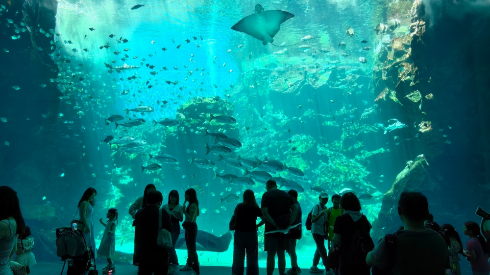 【Xpark水生公園攻略】6000隻魚群、超萌企鵝與水豚君必看亮點 @捲捲頭 ♡ 品味生活