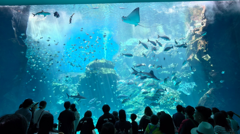 【Xpark水生公園攻略】6000隻魚群、超萌企鵝與水豚君必看亮點 @捲捲頭 ♡ 品味生活