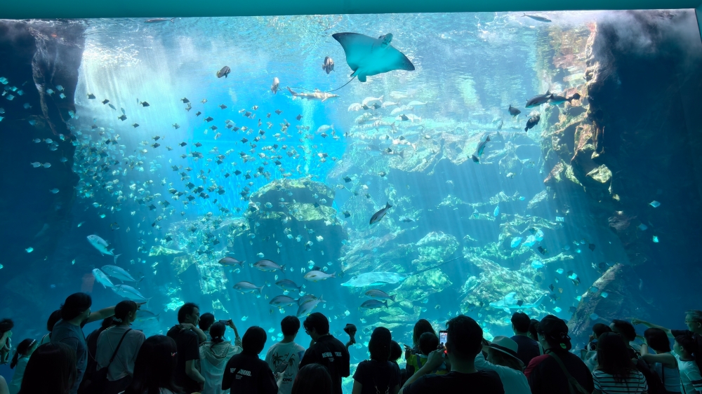 【Xpark水生公園攻略】6000隻魚群、超萌企鵝與水豚君必看亮點 @捲捲頭 ♡ 品味生活