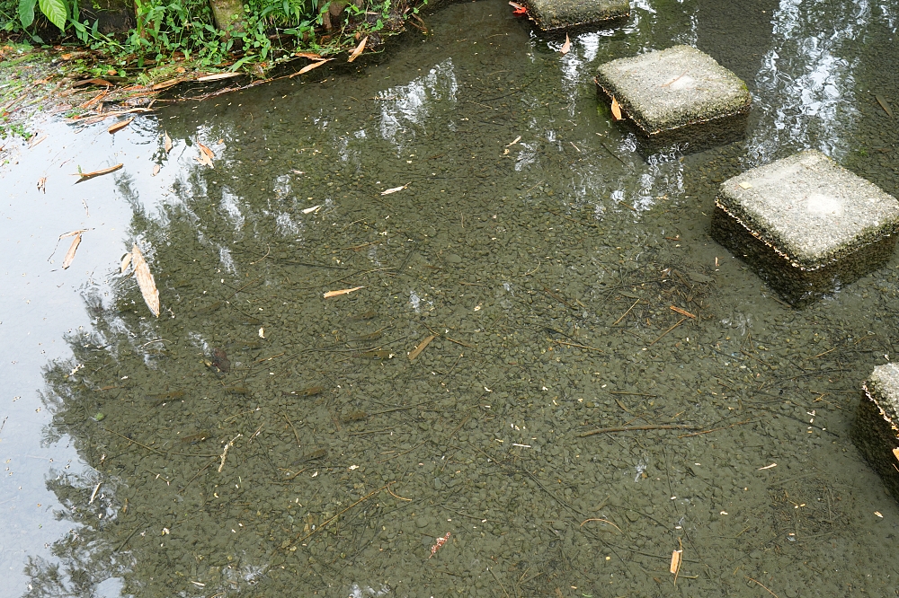 【雷公埤】宜蘭免門票天然湧泉！超沁涼戲水區、環湖步道散步全攻略 @捲捲頭 ♡ 品味生活