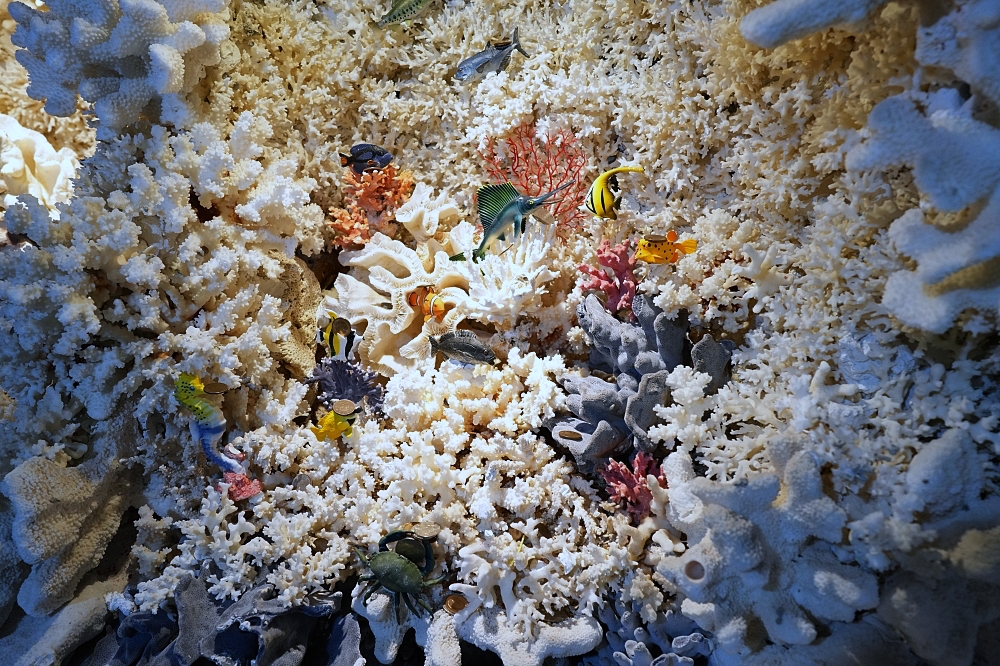 【台灣珊瑚貝殼廟】直擊六萬天然貝殼手工打造的超夢幻海底龍宮 @捲捲頭 ♡ 品味生活