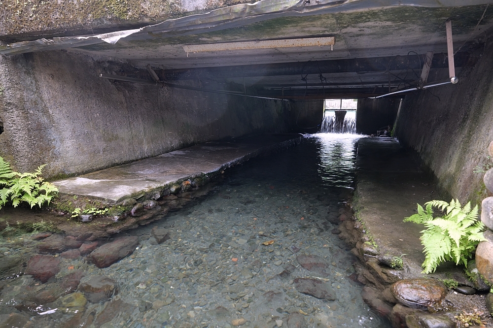 【阿蘭城湧泉池】路邊好停車、水質超乾淨，夏日免費泡腳抓魚蝦秘境 @捲捲頭 ♡ 品味生活