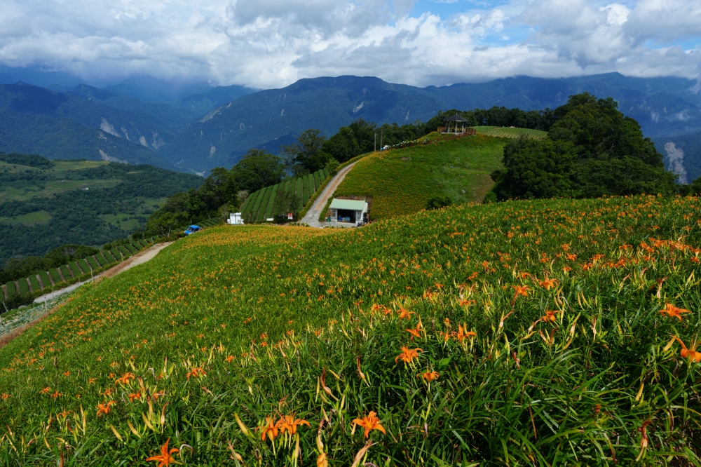 【太麻里金針山】2026台東金針花季！雙乳峰爆開金黃花海賞花攻略 @捲捲頭 ♡ 品味生活
