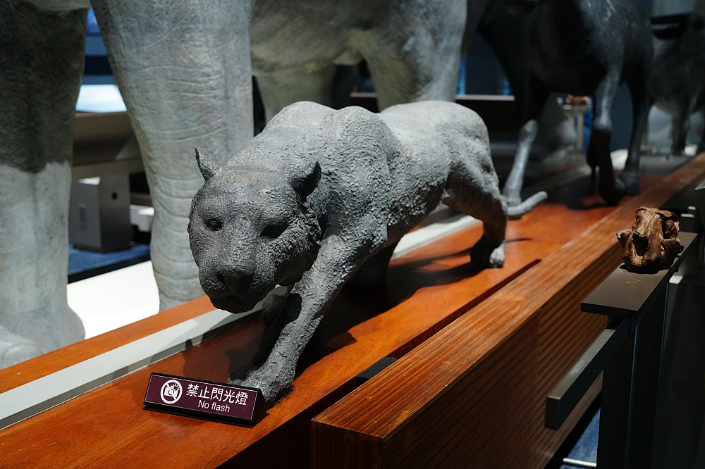 【國立臺灣史前文化博物館】 台灣自然史廳＋南島廳新亮點！1:1猛瑪象、門票交通與親子攻略 @捲捲頭 ♡ 品味生活