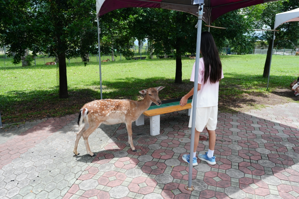 【鹿野梅花鹿公園】 台東鹿野親子景點！近距離餵鹿、小動物互動與門票票價全攻略 @捲捲頭 ♡ 品味生活