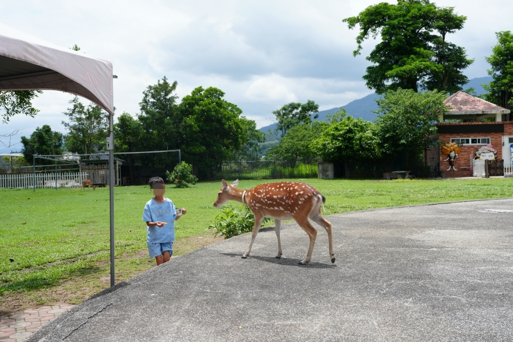 【鹿野梅花鹿公園】 台東鹿野親子景點！近距離餵鹿、小動物互動與門票票價全攻略 @捲捲頭 ♡ 品味生活