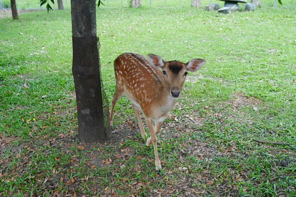 【鹿野梅花鹿公園】 台東鹿野親子景點！近距離餵鹿、小動物互動與門票票價全攻略 @捲捲頭 ♡ 品味生活