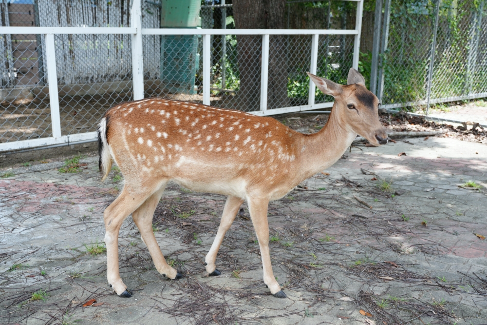 【鹿野梅花鹿公園】 台東鹿野親子景點！近距離餵鹿、小動物互動與門票票價全攻略 @捲捲頭 ♡ 品味生活