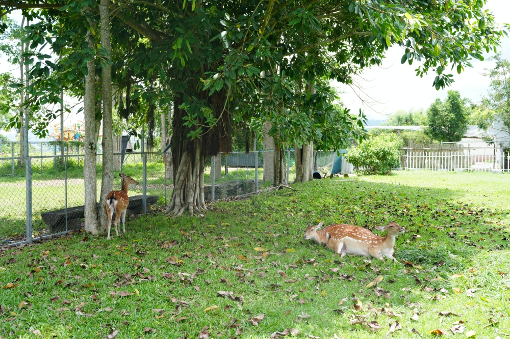 【鹿野梅花鹿公園】 台東鹿野親子景點！近距離餵鹿、小動物互動與門票票價全攻略 @捲捲頭 ♡ 品味生活