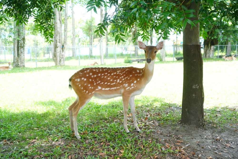 【鹿野梅花鹿公園】 台東鹿野親子景點！近距離餵鹿、小動物互動與門票票價全攻略 @捲捲頭 ♡ 品味生活