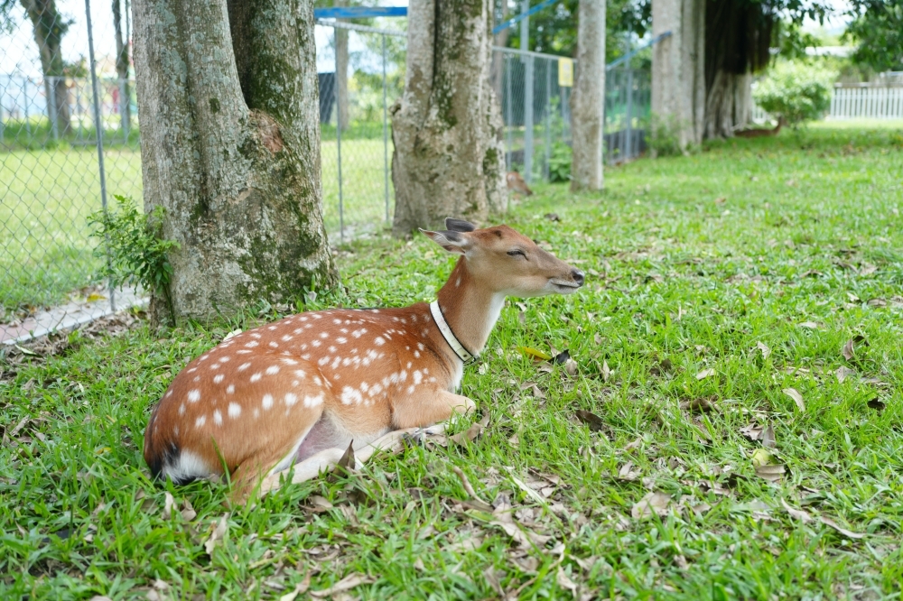 【鹿野梅花鹿公園】 台東鹿野親子景點！近距離餵鹿、小動物互動與門票票價全攻略 @捲捲頭 ♡ 品味生活