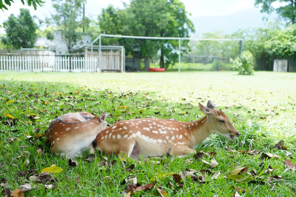 【鹿野梅花鹿公園】 台東鹿野親子景點！近距離餵鹿、小動物互動與門票票價全攻略 @捲捲頭 ♡ 品味生活