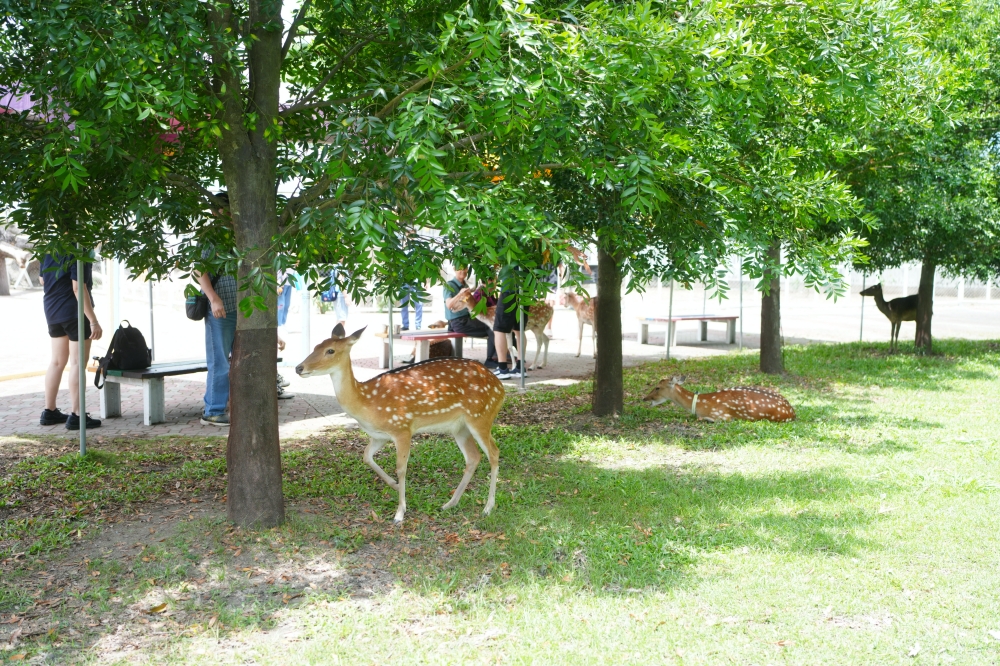 【鹿野梅花鹿公園】 台東鹿野親子景點！近距離餵鹿、小動物互動與門票票價全攻略 @捲捲頭 ♡ 品味生活