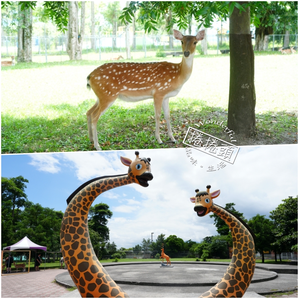 【鹿野梅花鹿公園】 台東鹿野親子景點！近距離餵鹿、小動物互動與門票票價全攻略 @捲捲頭 ♡ 品味生活