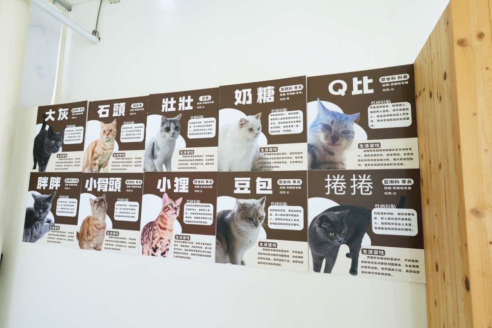 【臺鐵喵務處】 苗栗火車頭園區必訪！17隻親人貓咪互動、現場預約時段與門票攻略 @捲捲頭 ♡ 品味生活