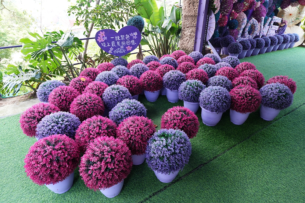 【噢哈娜咖啡屋】全台最狂紫色控天堂！夢幻紫色莊園門票交通全攻略 @捲捲頭 ♡ 品味生活