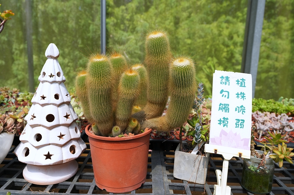 【福祥仙人掌園藝中心】免門票多肉天堂，巨型沙漠溫室超好拍 @捲捲頭 ♡ 品味生活