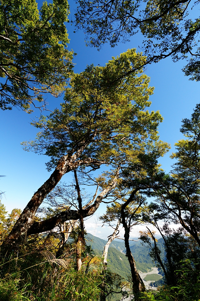 【台灣山毛櫸國家步道攻略】太平山秋季金黃秘境、難度與即時路況整理 @捲捲頭 ♡ 品味生活