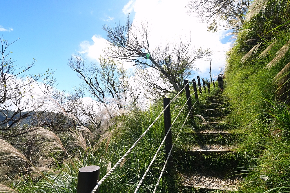 【台灣山毛櫸國家步道攻略】太平山秋季金黃秘境、難度與即時路況整理 @捲捲頭 ♡ 品味生活