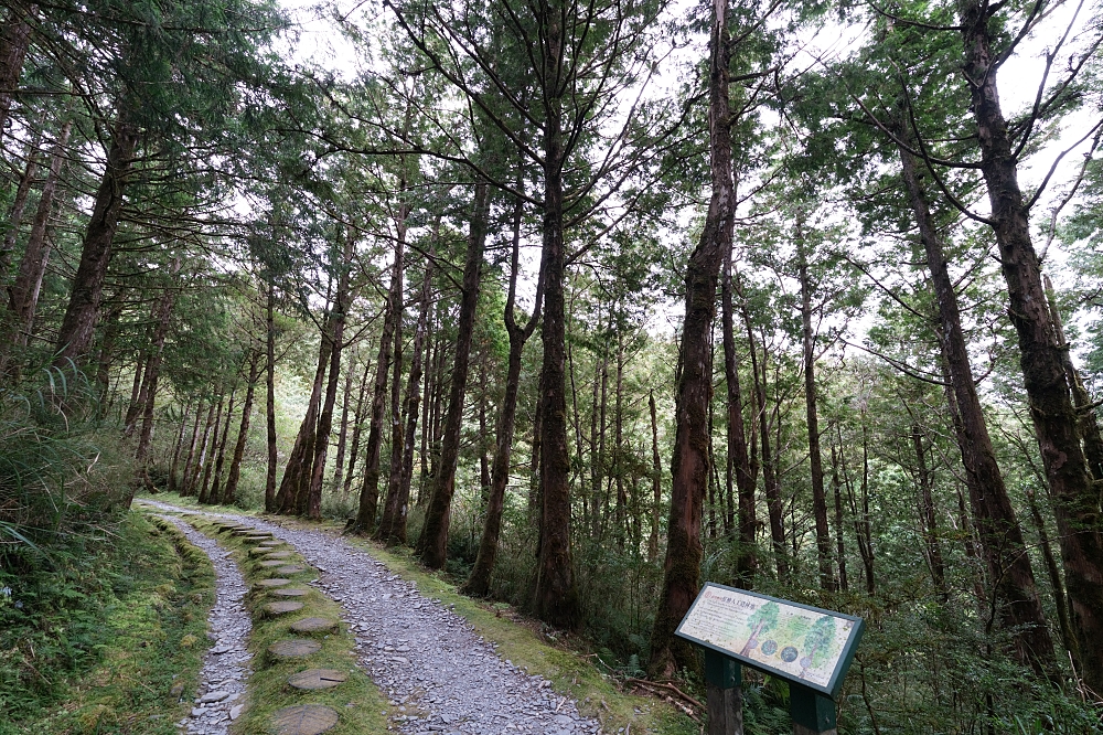 【台灣山毛櫸國家步道攻略】太平山秋季金黃秘境、難度與即時路況整理 @捲捲頭 ♡ 品味生活