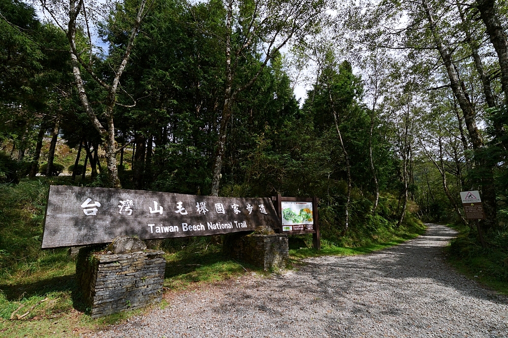 【台灣山毛櫸國家步道攻略】太平山秋季金黃秘境、難度與即時路況整理 @捲捲頭 ♡ 品味生活