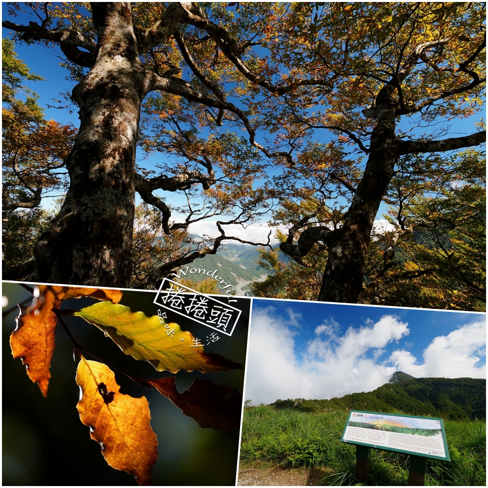 【台灣山毛櫸國家步道攻略】太平山秋季金黃秘境、難度與即時路況整理 @捲捲頭 ♡ 品味生活