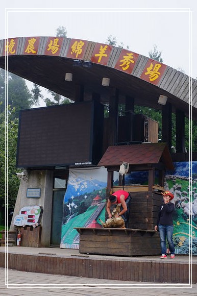 清境農場綿羊秀，青青草原開心的羊咩咩餵食互動， 還有可愛的羊咩咩脫光秀～ @捲捲頭 ♡ 品味生活