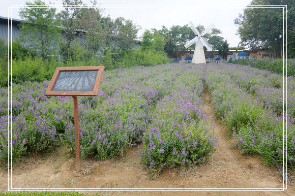 ＜苗栗景點＞雅聞香草植物工廠。免門票，天然香草、玫瑰園隨你逛～ @捲捲頭 ♡ 品味生活