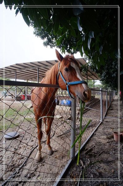 ＜台南景點> 台南快閃親子一日遊（下）。南瀛天文教育園區 + 奇美善化農場～ @捲捲頭 ♡ 品味生活