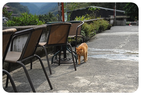 猴硐貓村| 貓奴必到，世界六大貓咪天堂樂園，順遊山城小鎮散步喝咖啡～ @捲捲頭 ♡ 品味生活