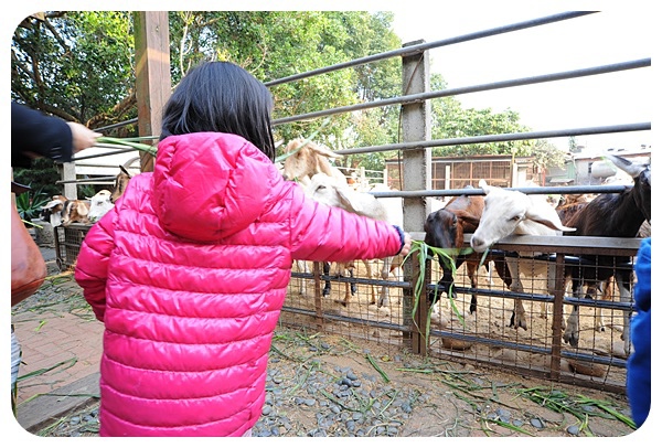 益健乳羊牧場》假日熱門景點，免門票！大把牧草銅板價就能餵羊咩咩，羊多到爆的迷你牧場 @捲捲頭 ♡ 品味生活