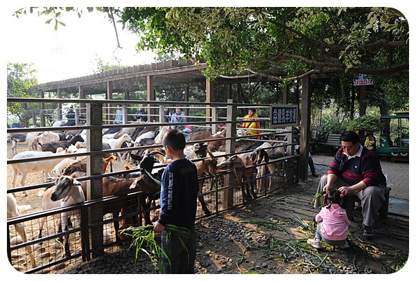 台中益健乳羊牧場》假日熱門景點，免門票！大把牧草銅板價就能餵羊咩咩，羊多到爆的迷你牧場 @捲捲頭 ♡ 品味生活